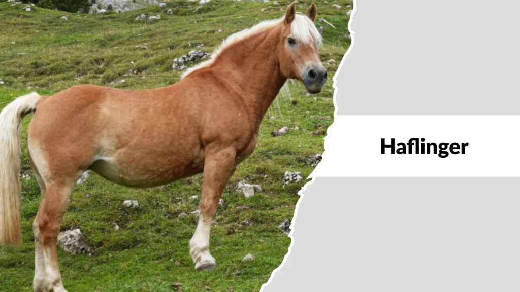 Haflinger