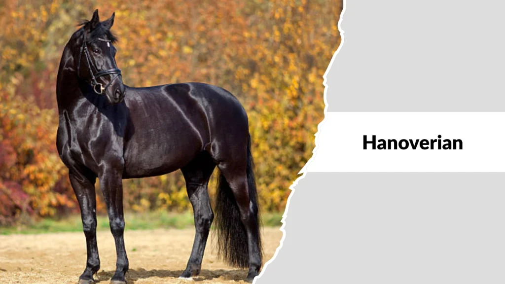 Hanoverian