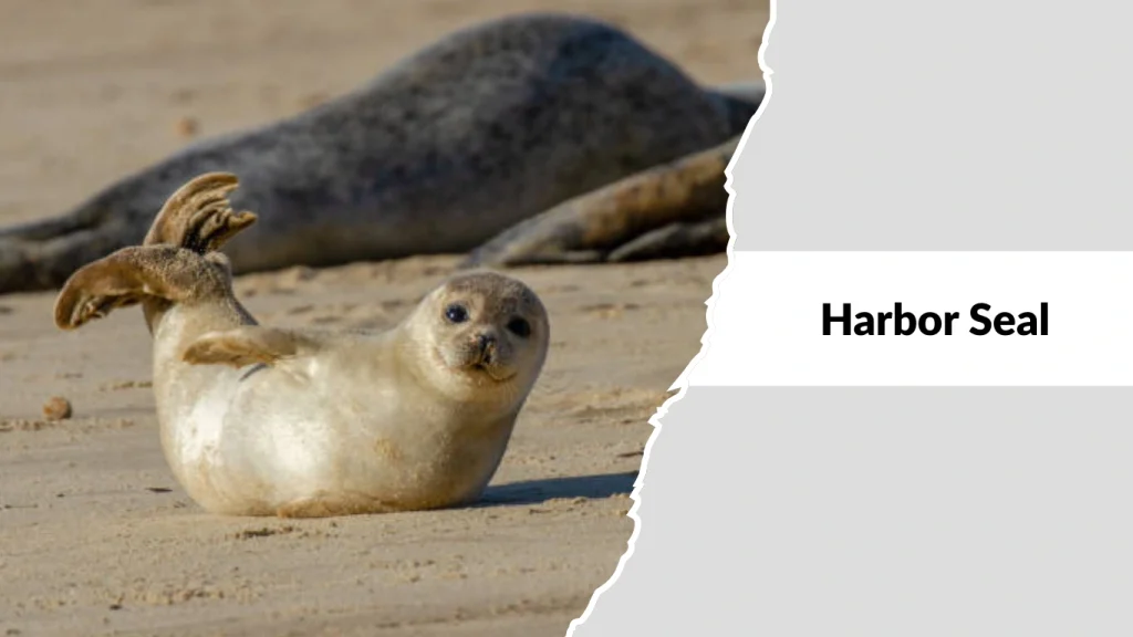Harbor Seal