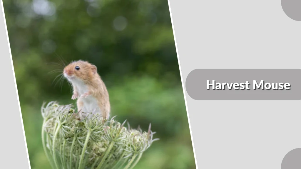 Harvest Mouse