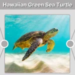 Hawaiian Green Sea Turtle Facts, Habitat, Diet & Conservation