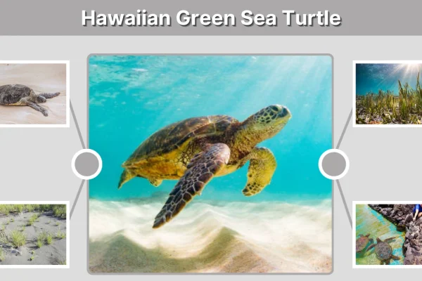 Hawaiian Green Sea Turtle Facts, Habitat, Diet & Conservation