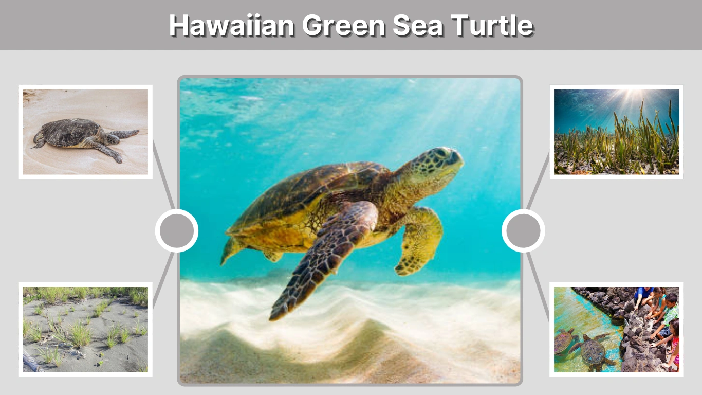 Hawaiian Green Sea Turtle Facts, Habitat, Diet & Conservation
