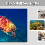 Hawksbill Sea Turtle Diet, Habitat, Behaviors, Lifecycle, & Facts 