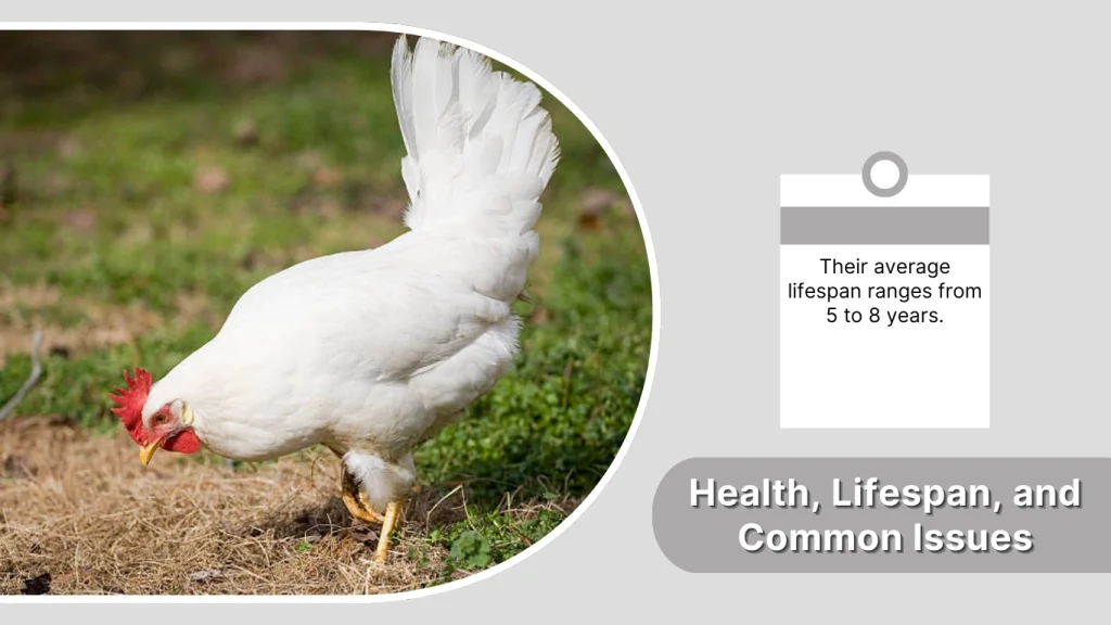 Health, Lifespan, and Common Issues