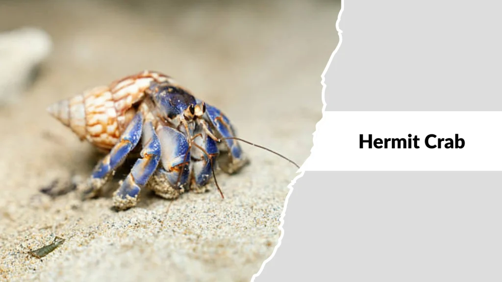 Hermit Crab