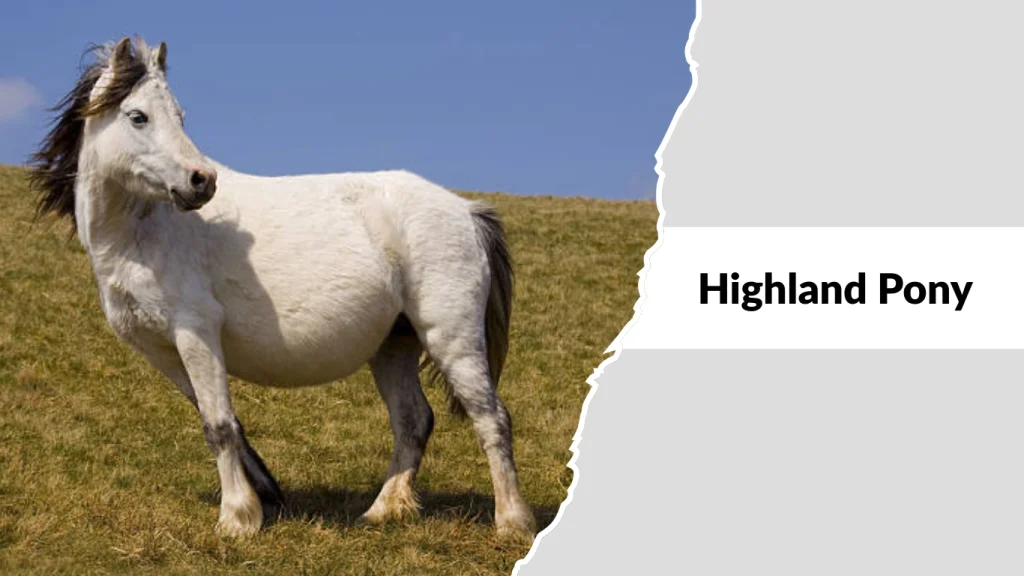 Highland Pony
