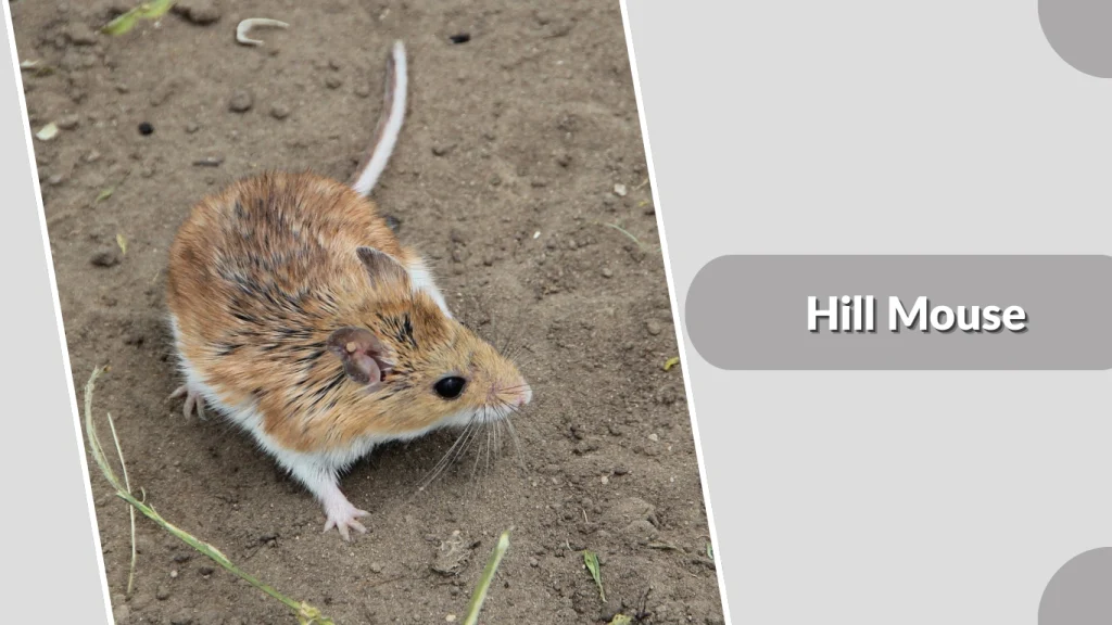 Hill Mouse