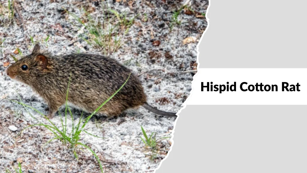 Hispid Cotton Rat