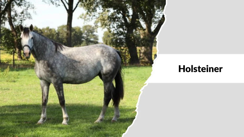 Holsteiner