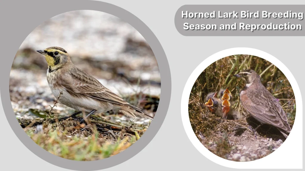 Horned Lark Bird Breeding Season and Reproduction