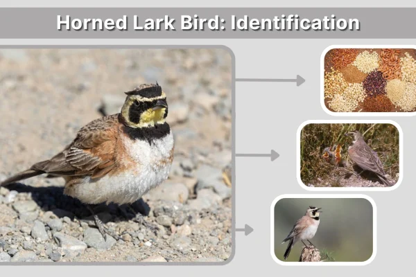 Horned Lark Bird Identification, Habitat, Diet & Facts