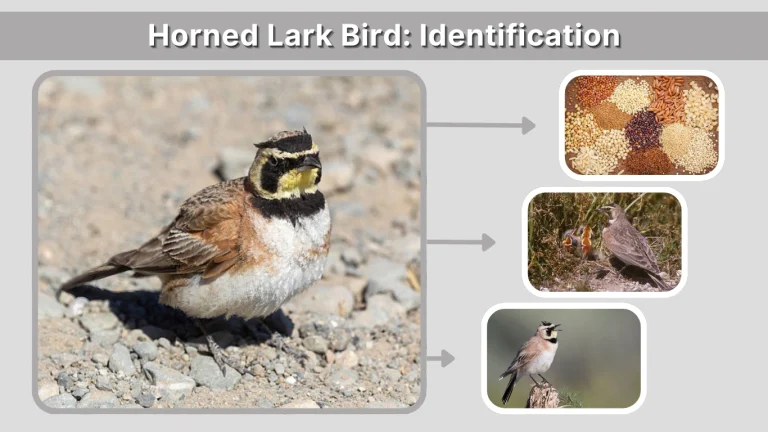 Horned Lark Bird Identification, Habitat, Diet & Facts