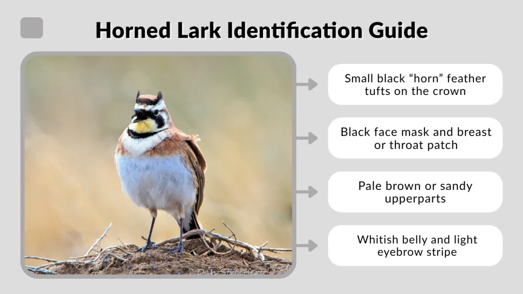 Horned Lark Identification Guide