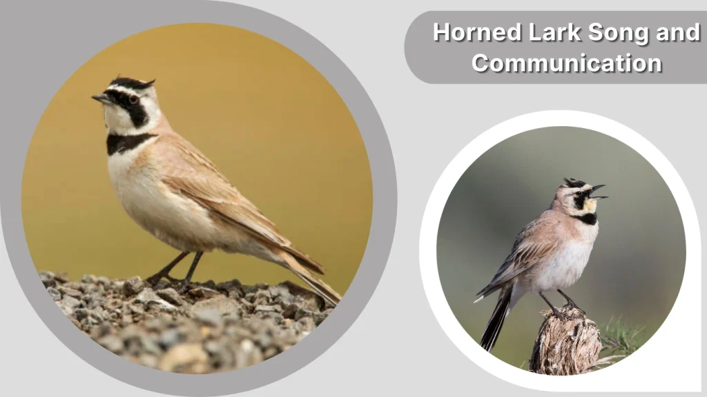 Horned Lark Song and Communication
