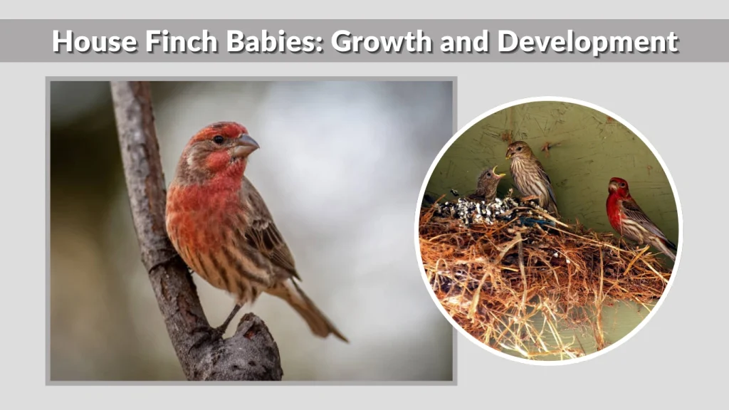 House Finch Babies Growth and Development