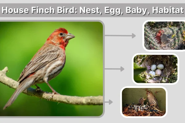 House Finch Bird Nest, Egg, Baby, Habitat, Beheviores, etc