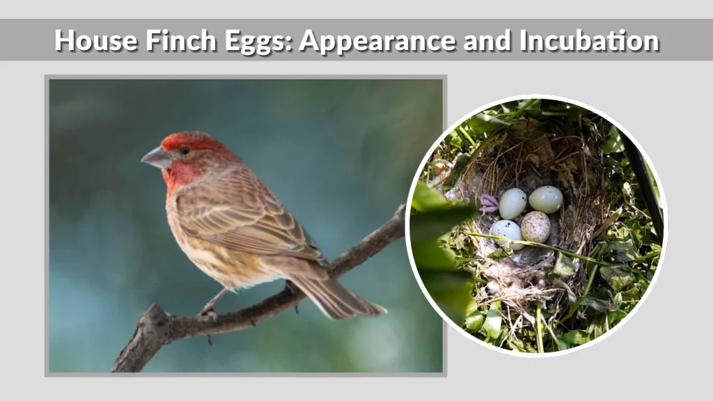 House Finch Eggs Appearance and Incubation