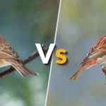 House Finch vs Purple Finch Key Differences Explained