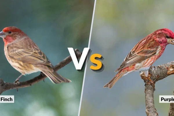 House Finch vs Purple Finch Key Differences Explained