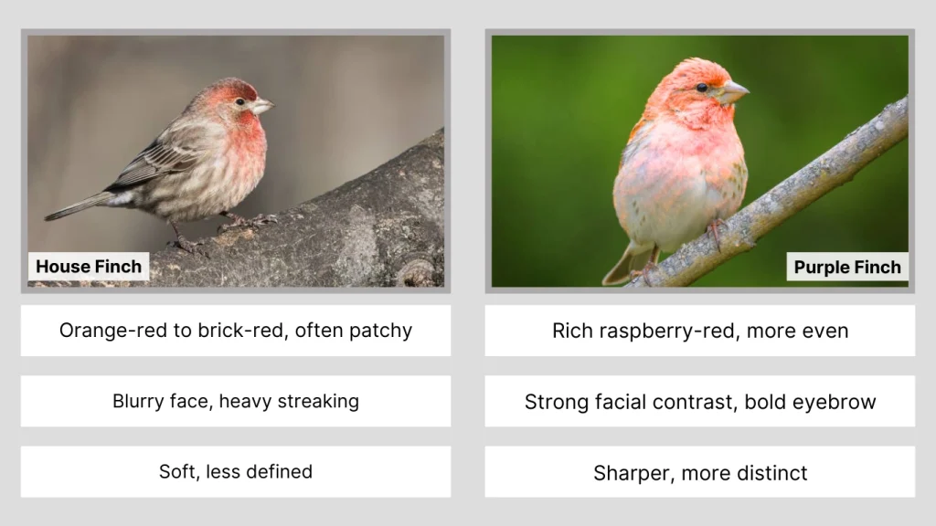 House Finch vs Purple Finch (Side-by-Side Comparison)