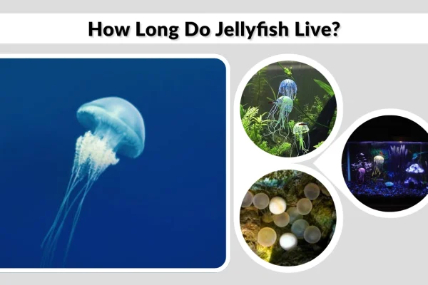 How Long Do Jellyfish Live Jellyfish Lifespan Explained
