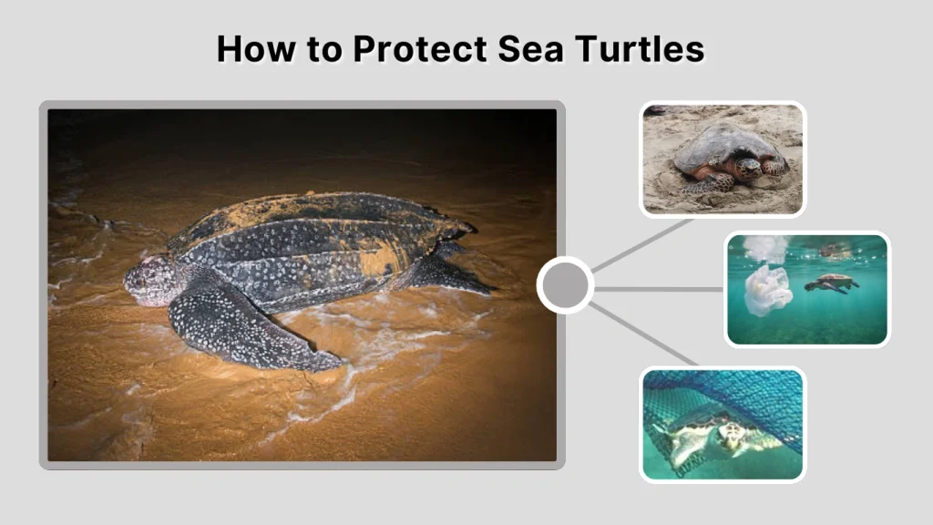 How to Protect Sea Turtles