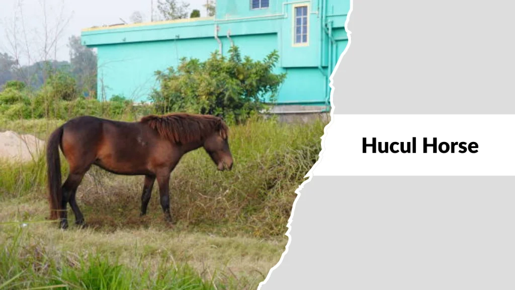 Hucul Horse