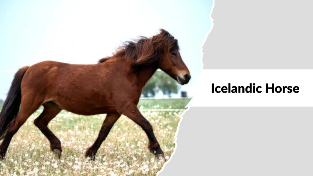 Icelandic Horse