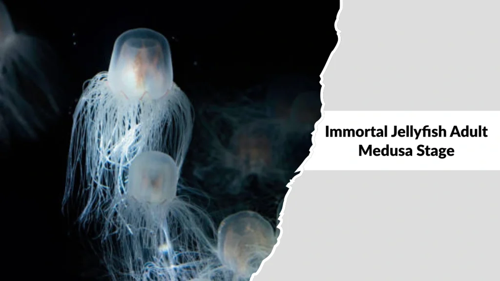 Immortal Jellyfish Adult Medusa Stage