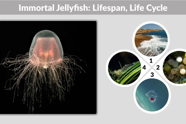 Immortal Jellyfish Lifespan, Life Cycle, Size & Facts
