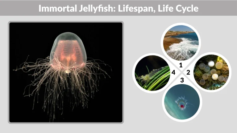 Immortal Jellyfish Lifespan, Life Cycle, Size & Facts