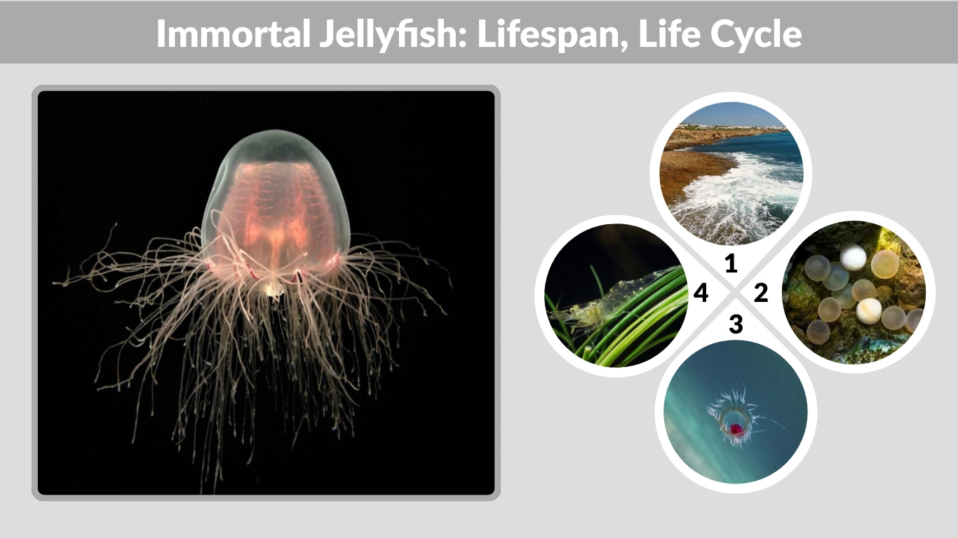 Immortal Jellyfish Lifespan, Life Cycle, Size & Facts