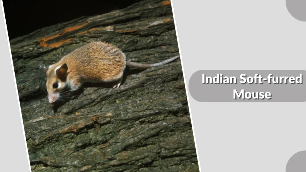 Indian Soft-furred Mouse
