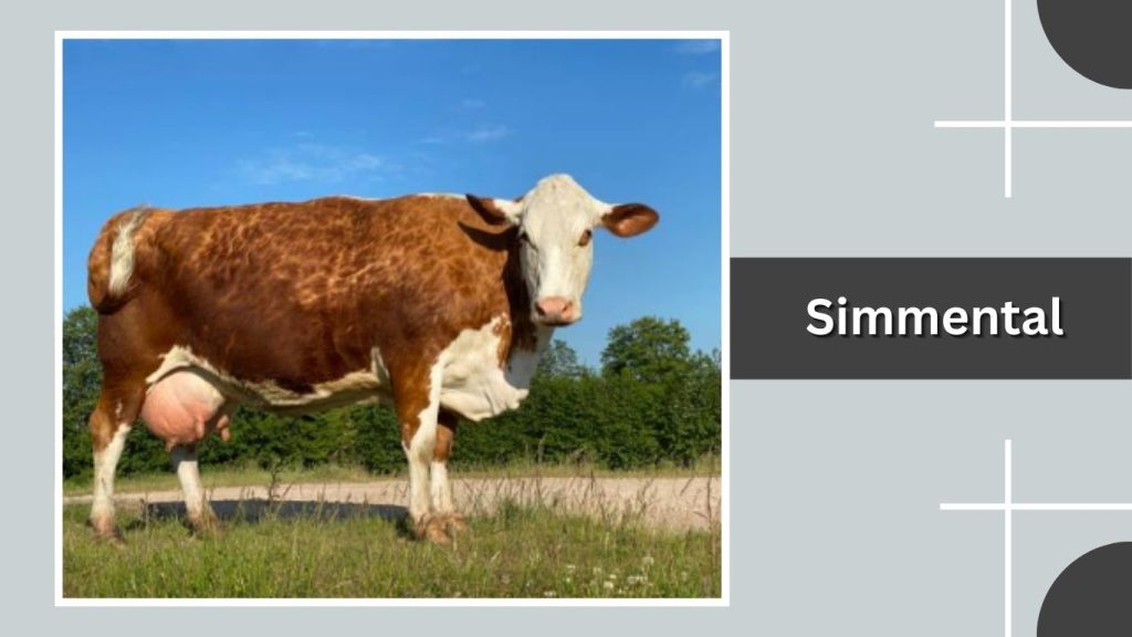 Simmental