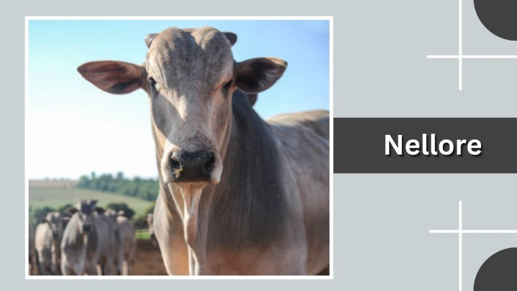 Nellore