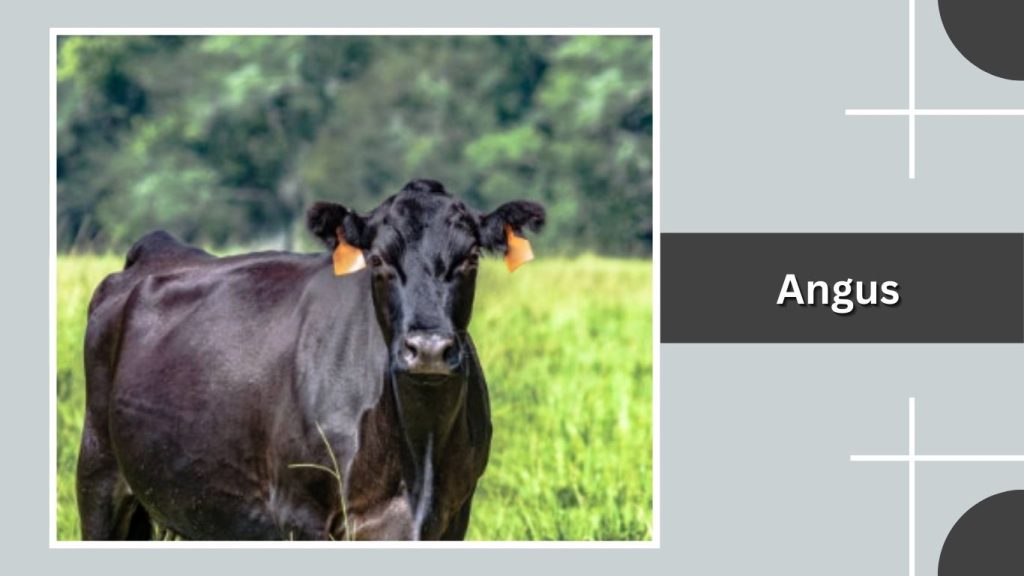 Angus