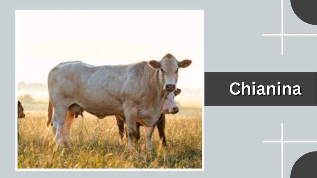 Chianina