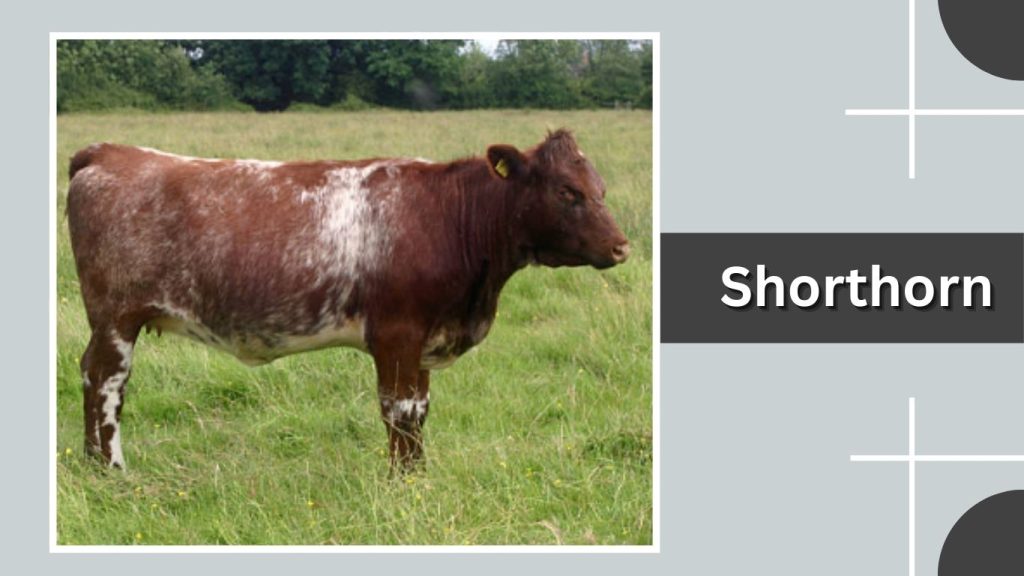Shorthorn
