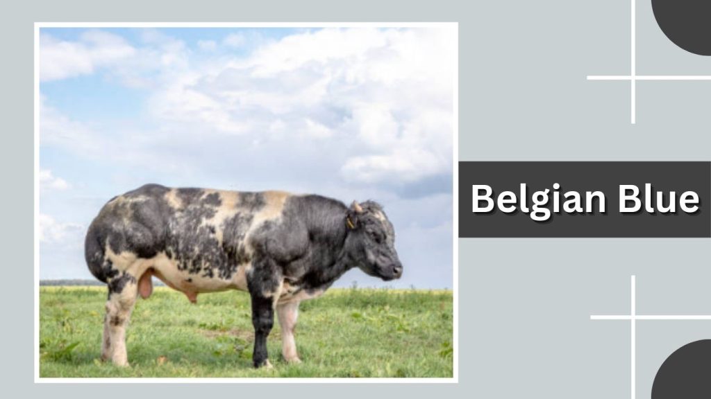 Belgian Blue