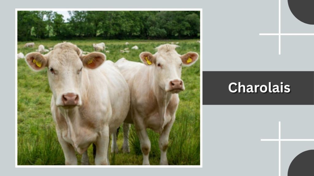 Charolais