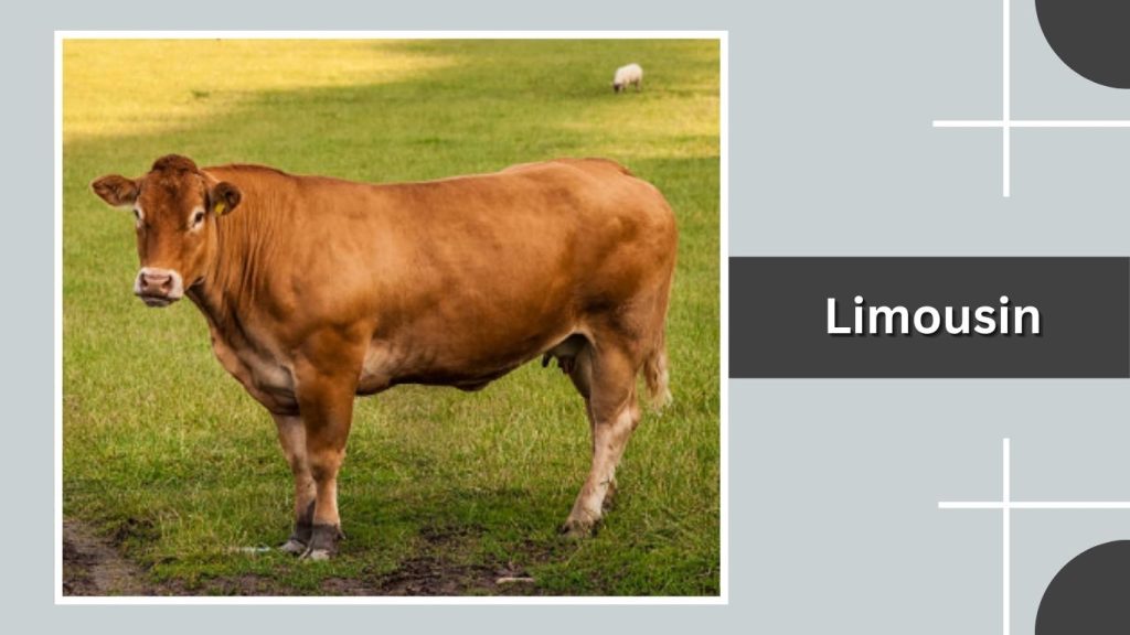 Limousin