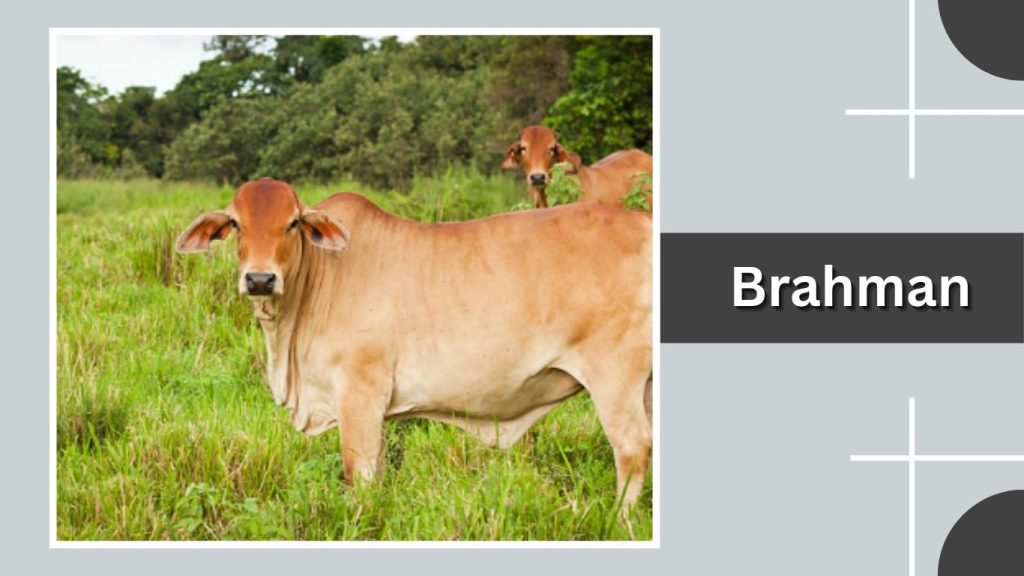  Brahman