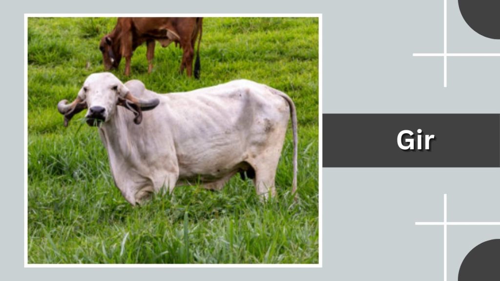 Gir