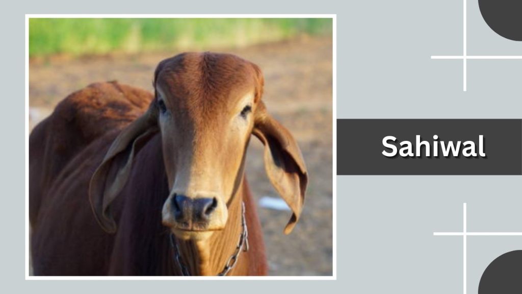 Sahiwal