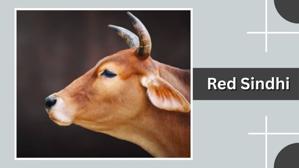 Red Sindhi