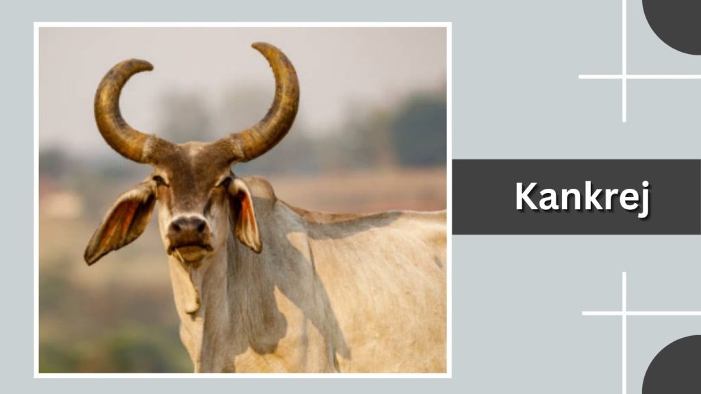 Kankrej