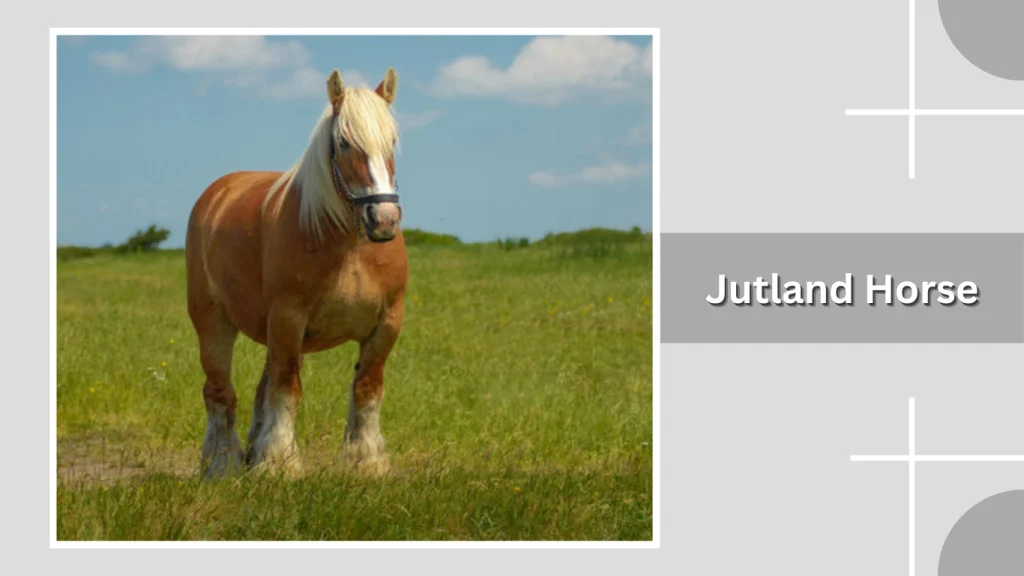 Jutland Horse