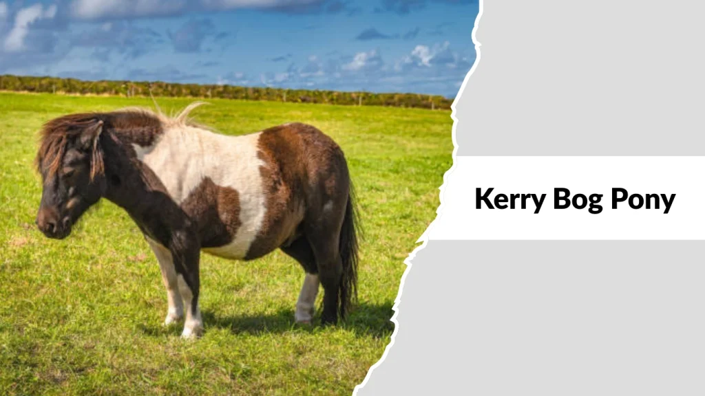 Kerry Bog Pony