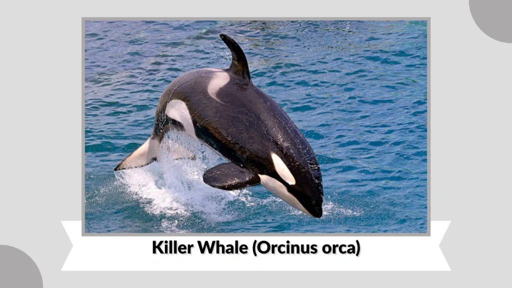 Killer Whale (Orcinus orca)